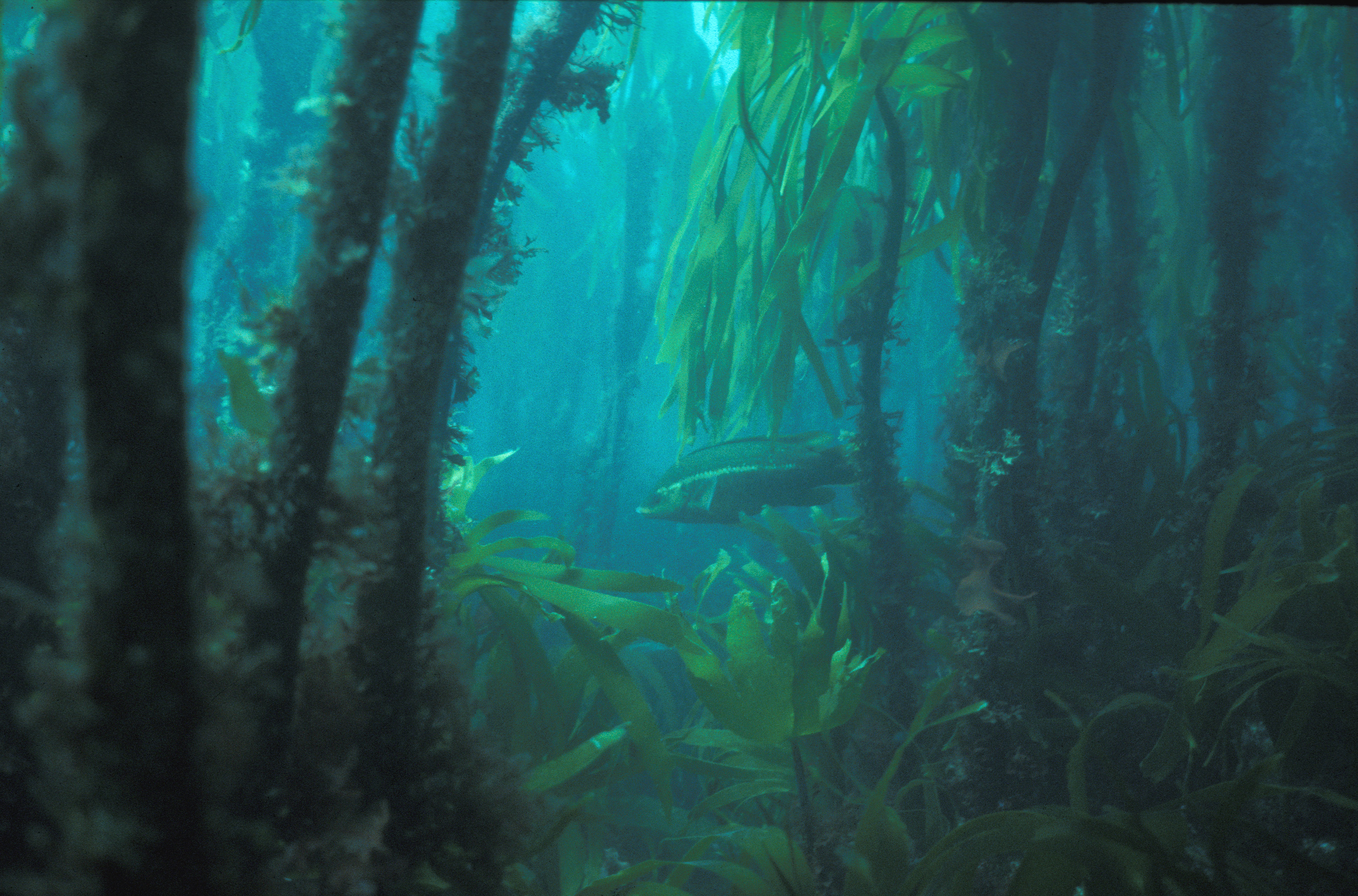 2022, The Crown Estate, 2020 Offshore Wind Round 4 Plan, Habitats Regulations Assessment